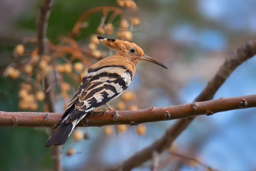 African hoopoe